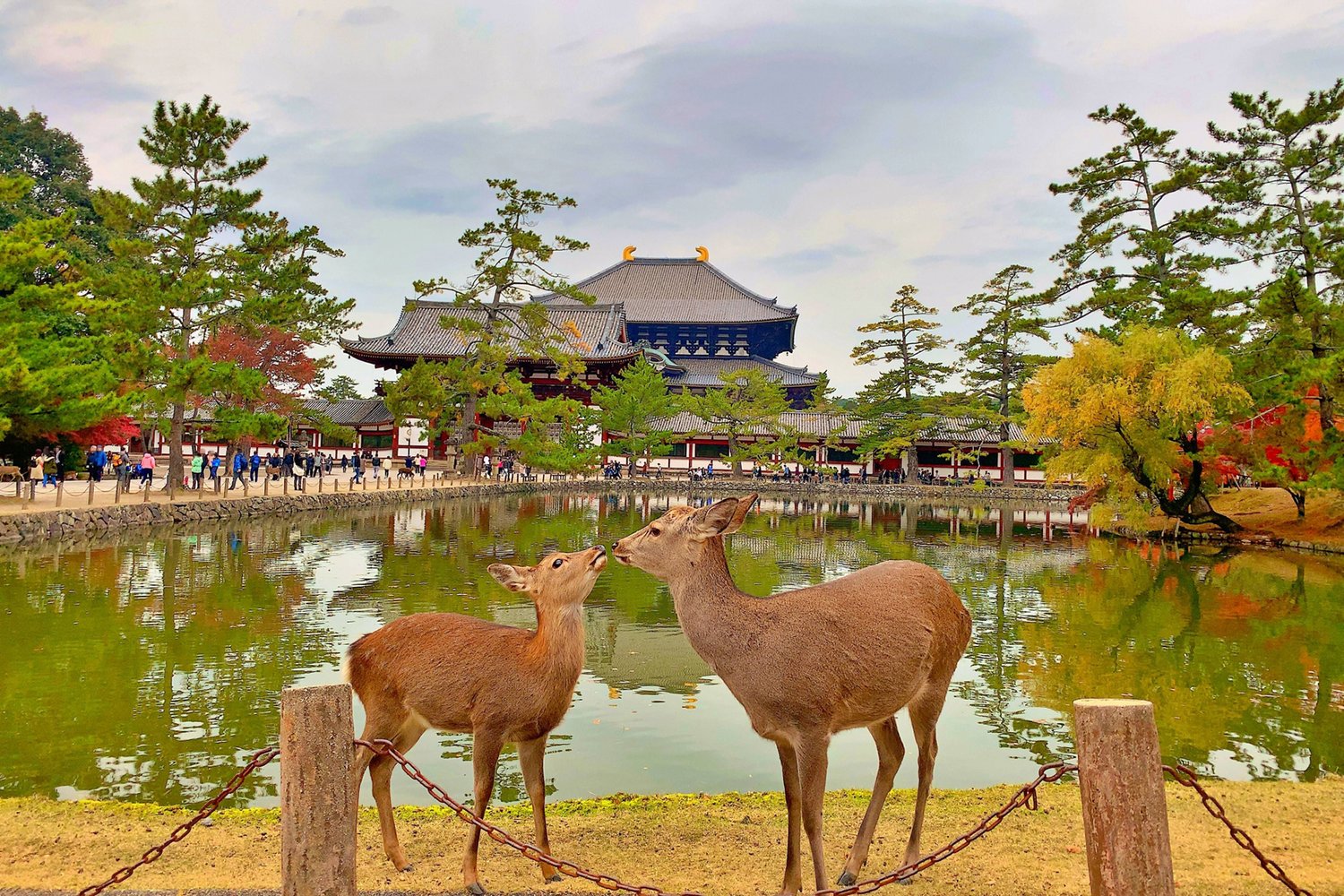 Nara, Japan: Where Sacred Deer Roam Through Time