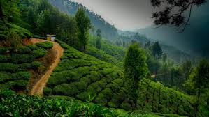 Munnar, India